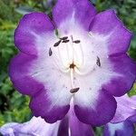 Penstemon hartwegii Blomma