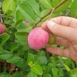 Chrysobalanus icaco Fruit