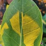 Calotropis procera Hoja