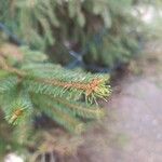 Picea sitchensis Foglia