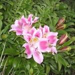 Alstroemeria pelegrina Квітка