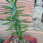 Austrocylindropuntia subulataFlower