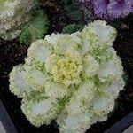 Brassica oleracea 葉