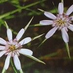 Geropogon hybridus Çiçek