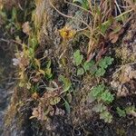 Saxifraga hirculus Leaf