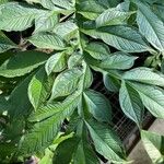 Amorphophallus paeoniifolius Feuille