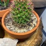 Mammillaria backebergiana Blad