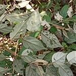 Diospyros onanae List