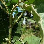 Solanum stramoniifolium Elinympäristö