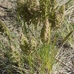 Poa lanigera Hábito