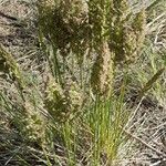 Poa lanigera Habit