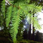 Metasequoia glyptostroboides Hoja