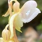 Epipogium aphyllum Квітка