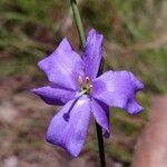 Aristea madagascariensis Flower