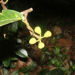 Ficus citrifolia Fruit