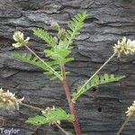 Astragalus agnicidus Hàbitat