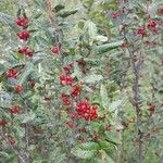 Shepherdia canadensis Fruit