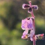 Orthosiphon rubicundus Flower