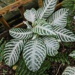 Aphelandra squarrosa Folla