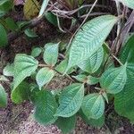 Miconia crenata Feuille