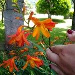 Crocosmia × crocosmiifloraപുഷ്പം