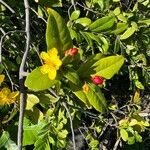 Ochna serrulataFlower