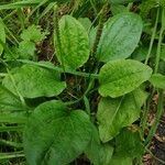 Plantago majorഇല