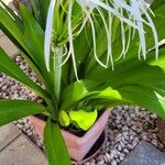 Hymenocallis caribaea Flower