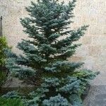 Picea pungensFolha