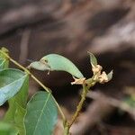 Craibia grandiflora Φύλλο