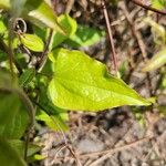 Clematis crispa Blad