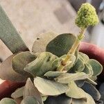 Crassula cotyledonis Flower