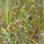 Juncus capitatus Otro