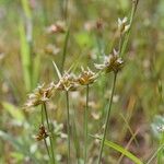 Juncus capitatus Інше