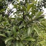 Rhamnus cathartica葉