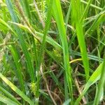 Carex hirta Hoja
