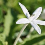 Hippobroma longiflora Flor