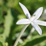 Hippobroma longiflora Virág