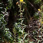 Oenothera elata Habitat