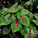 Caladium bicolor Leaf