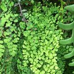 Adiantum raddianum Habit