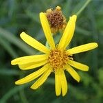 Jacobaea paludosa Flower