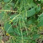Verbena urticifolia Flower