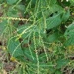 Verbena urticifolia Цвят