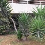 Yucca aloifolia Blatt