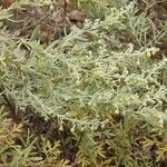 Artemisia thuscula Floro