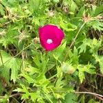 Callirhoe digitata Flower