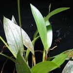 Sobralia fragrans 其他