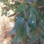 Eucalyptus camaldulensis Hoja