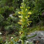 Pedicularis anserantha Elinympäristö